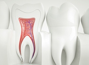 Animatio of the inner tooth layers